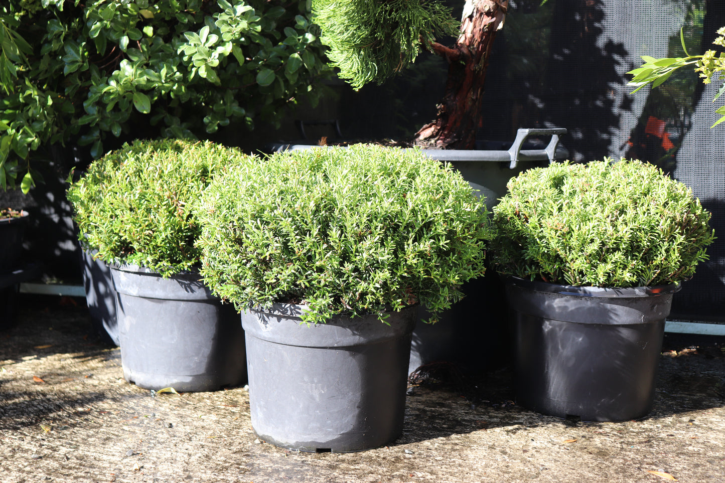 Podocarpus nivalis Ball 2