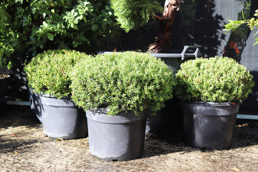 Podocarpus nivalis Ball 2