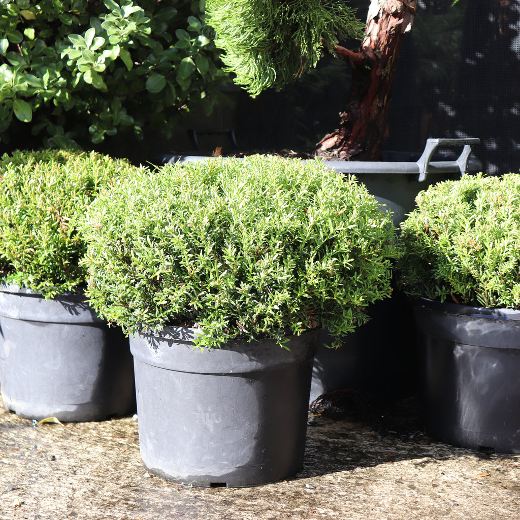 Podocarpus nivalis Ball Image