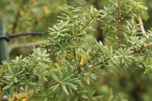 Podocarpus totara Matapouri Blue Topiary