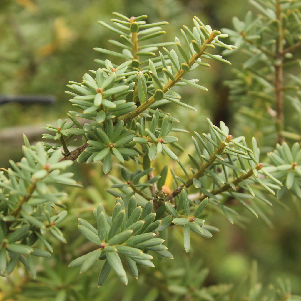 Podocarpus totara Matapouri Blue Topiary Image
