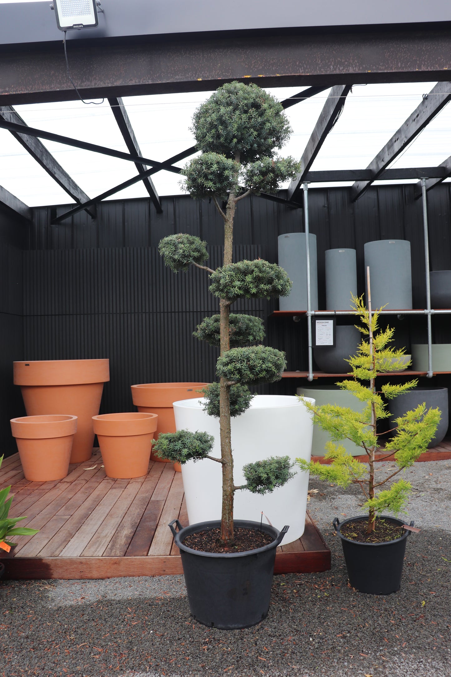 Podocarpus totara Matapouri Blue Topiary 2