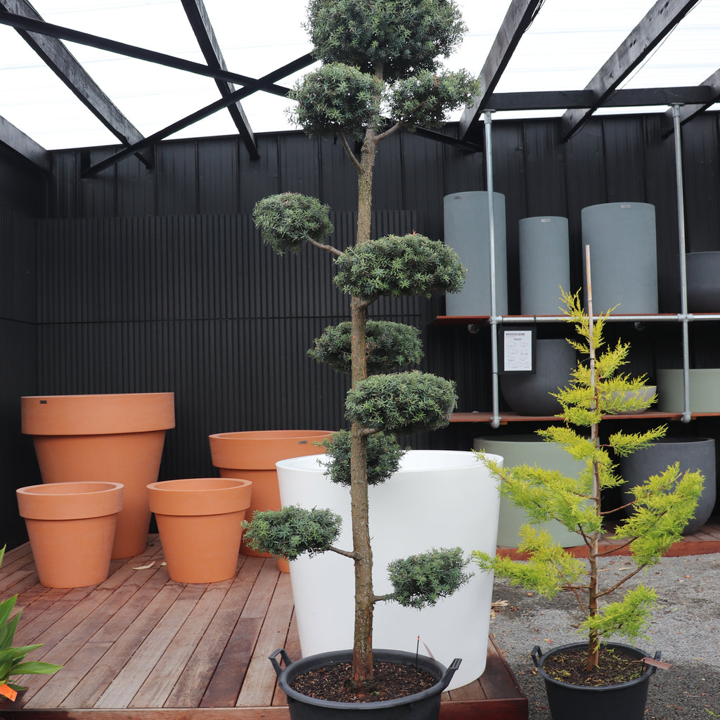 Podocarpus totara Matapouri Blue Topiary Image
