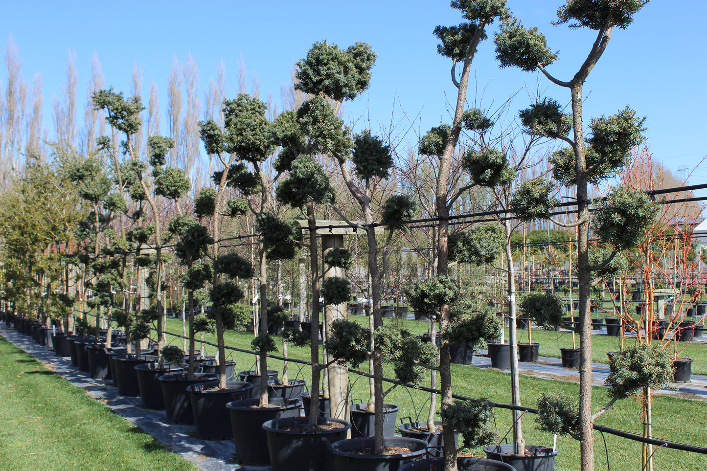 Podocarpus totara Matapouri Blue Topiary 3