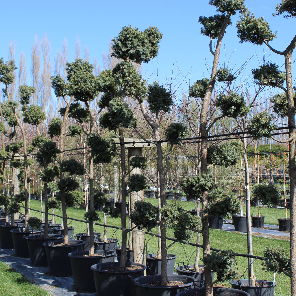 Podocarpus totara Matapouri Blue Topiary Image