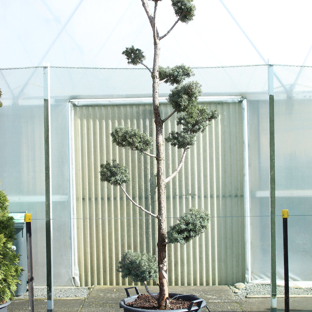 Podocarpus totara Matapouri Blue Topiary Image
