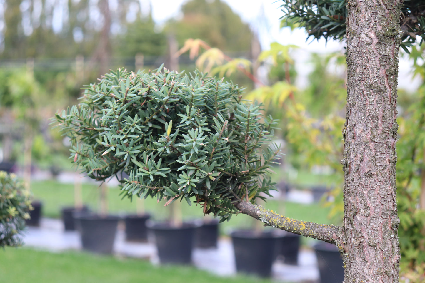 Podocarpus totara Matapouri Blue Topiary close up
