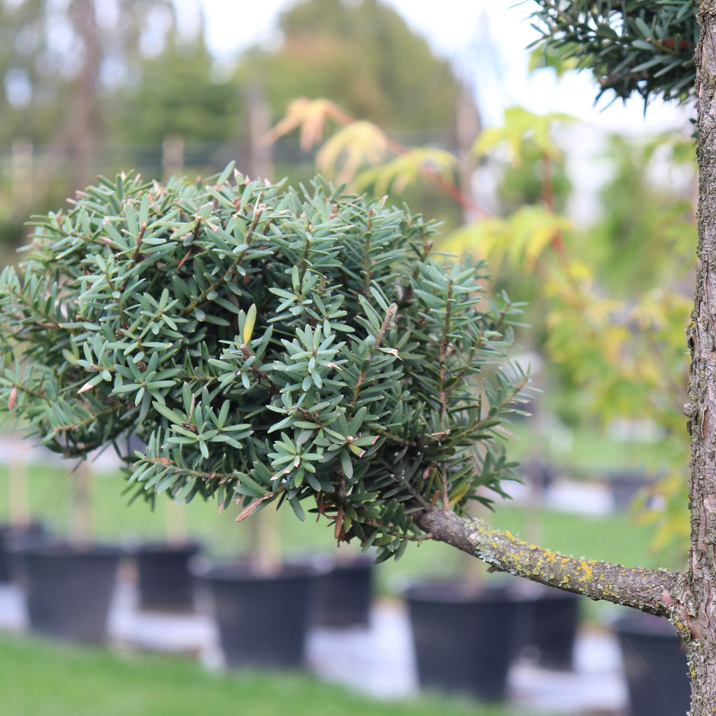 Podocarpus totara Matapouri Blue Topiary Image
