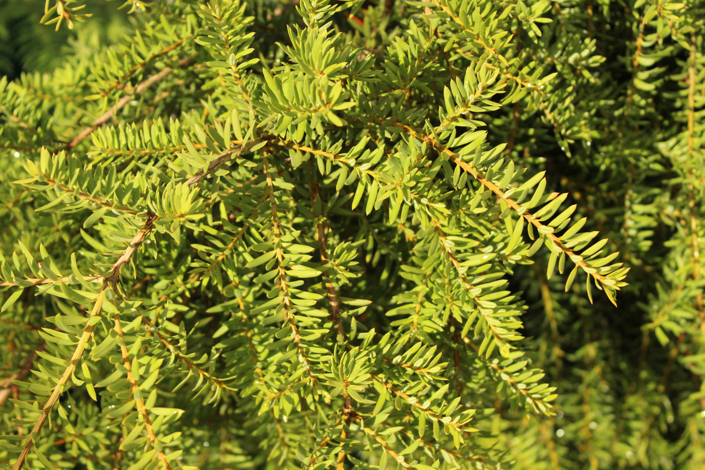Pododcarpus totara pendula