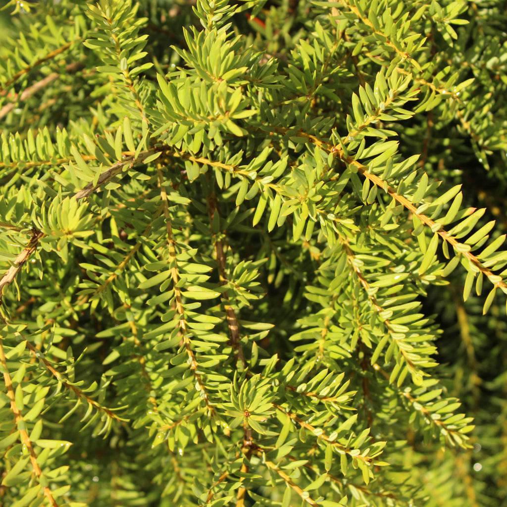 Pododcarpus totara pendula Image