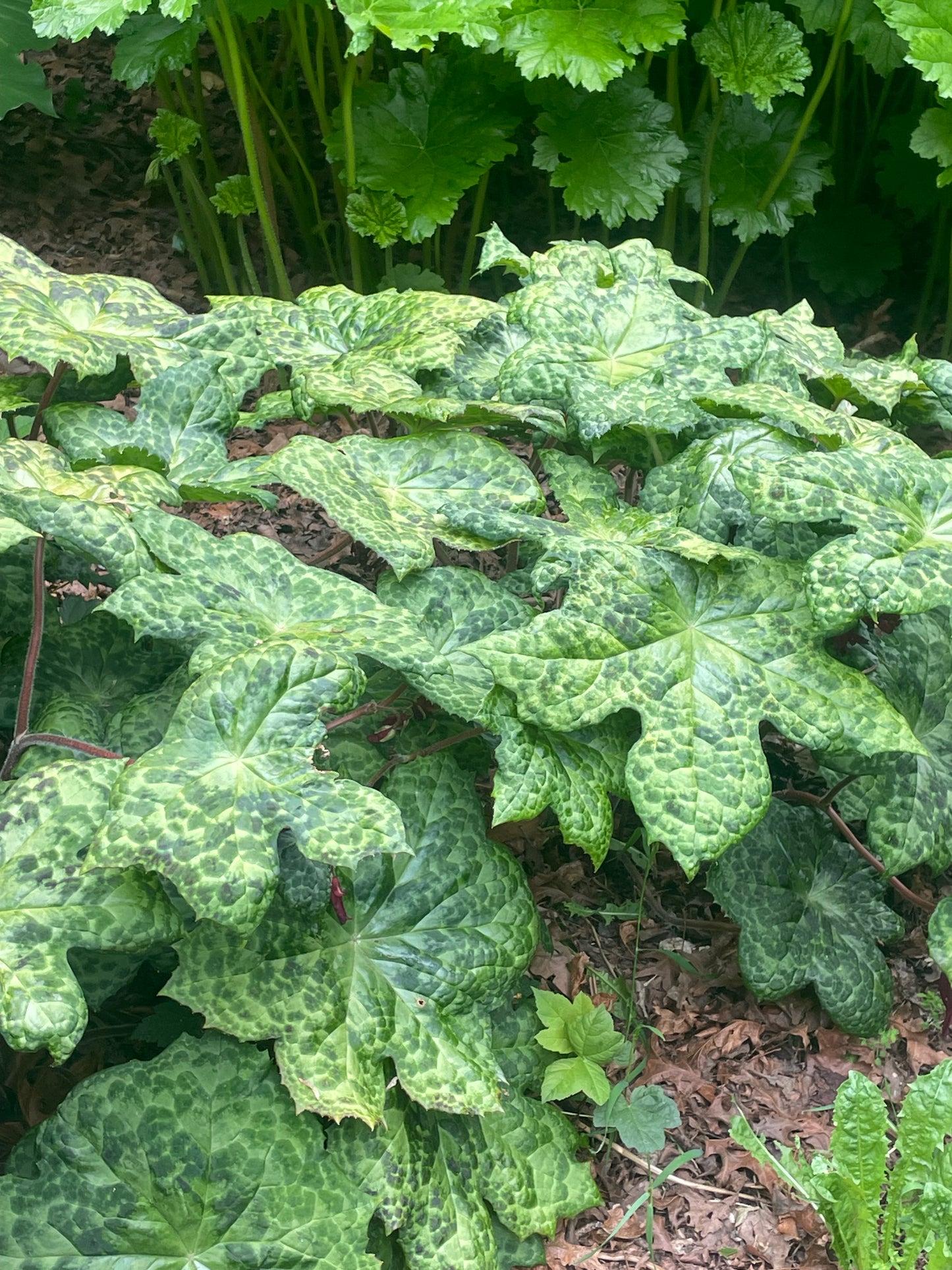 Podophyllum kaleidoscope