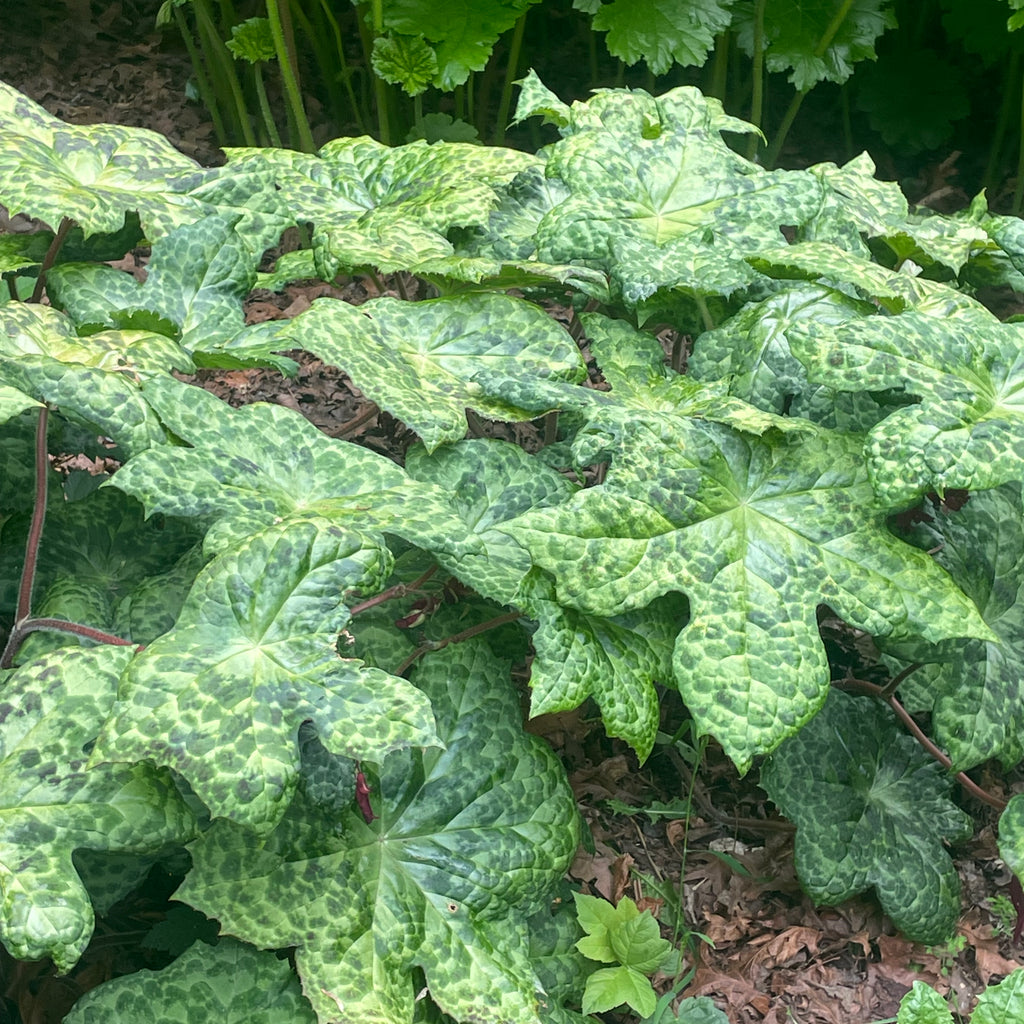 Podophyllum kaleidoscope Image