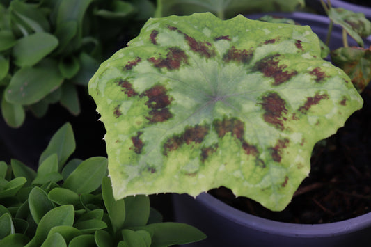 Podophyllum Spotty Dotty