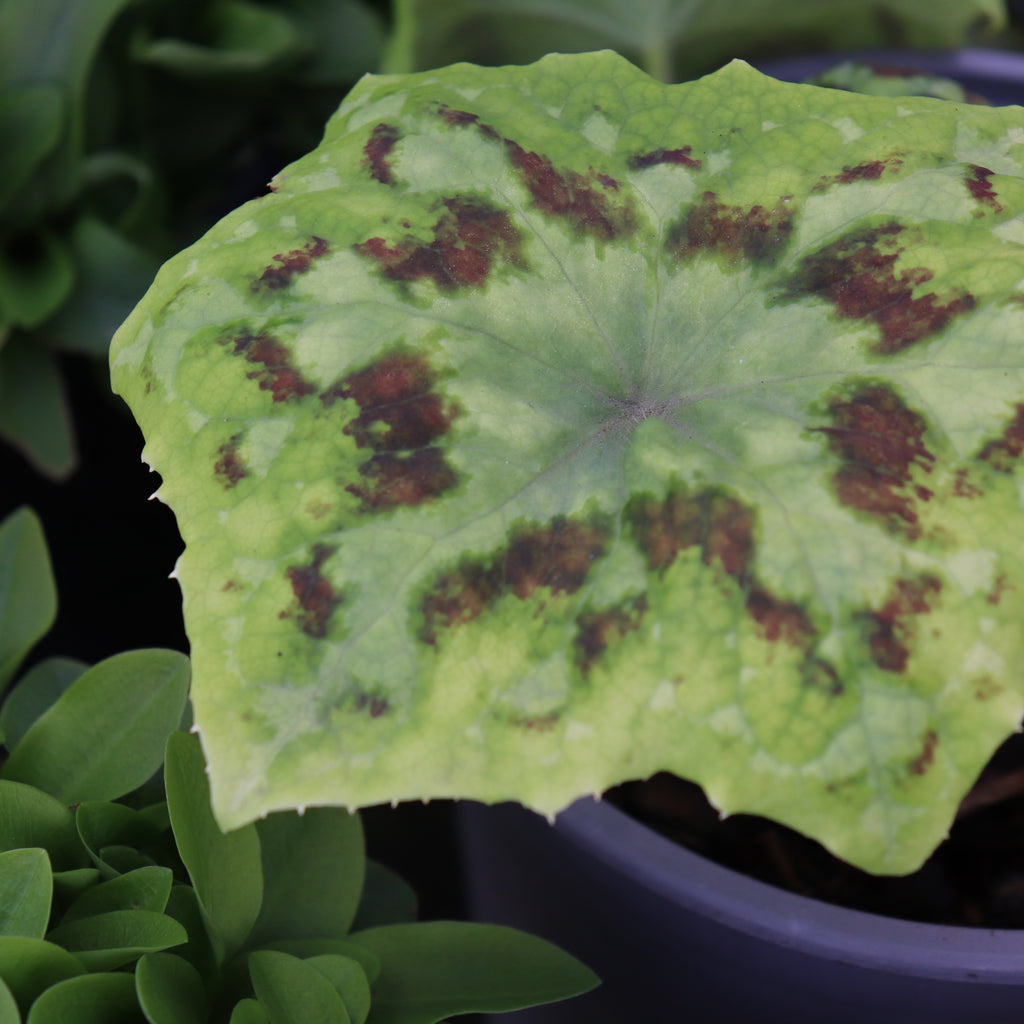 Podophyllum Spotty Dotty Image
