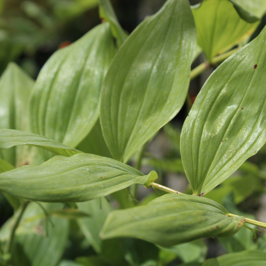 Polygonatum x hybridum Image