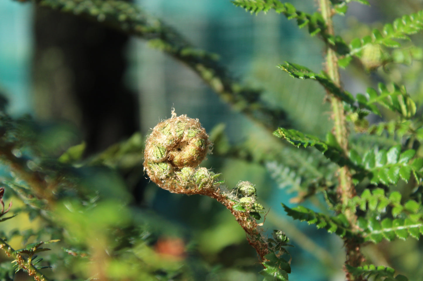 Polystichum proliferum