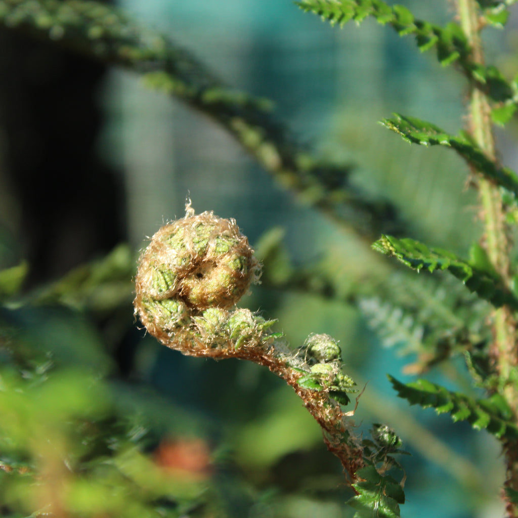 Polystichum proliferum Image