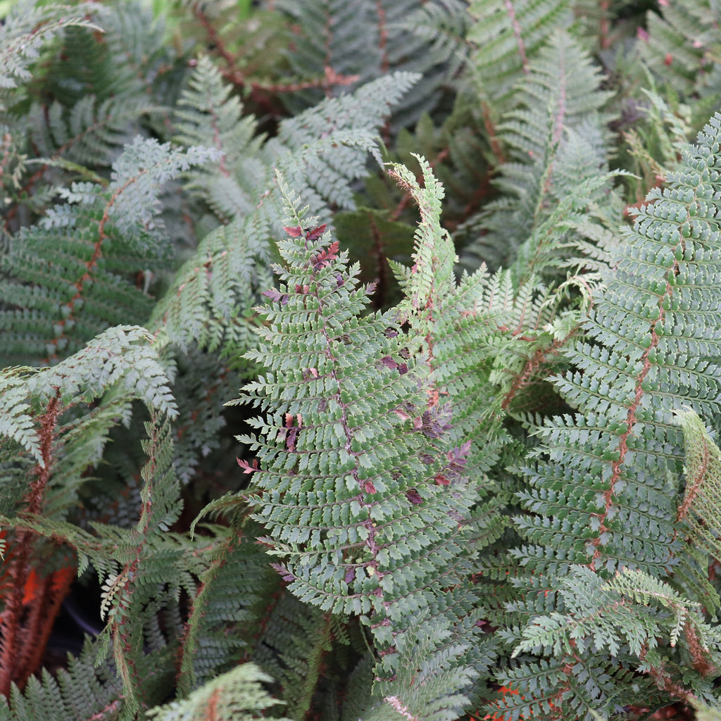 Polystichum vestitum Image
