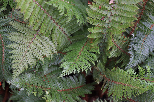 Polystichum vestitum 2