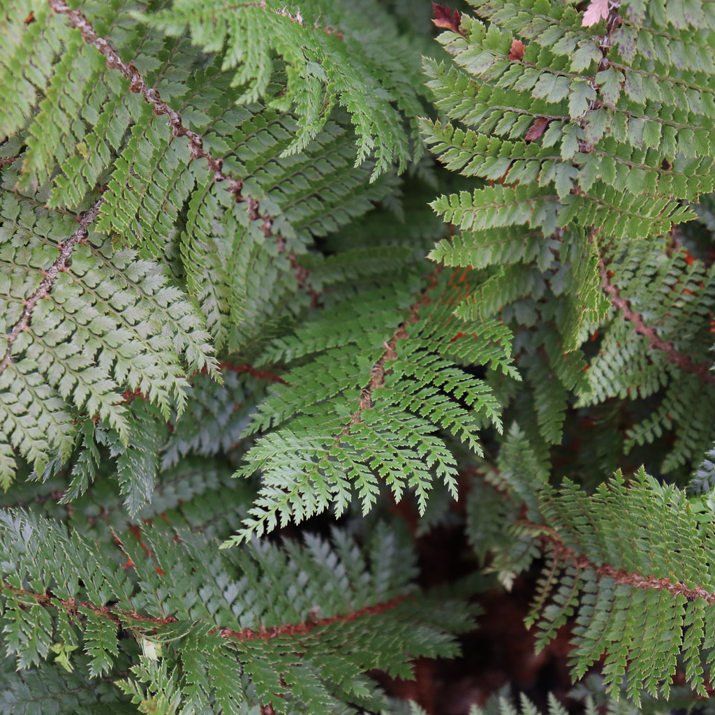 Polystichum vestitum Image