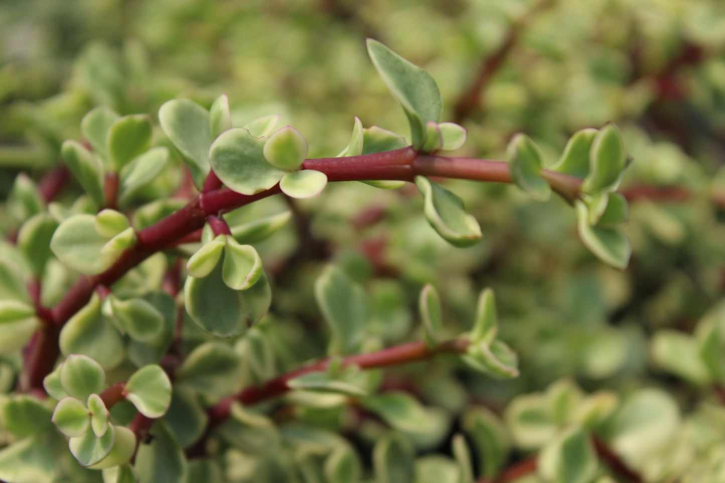 Portulacaria afra Variegata