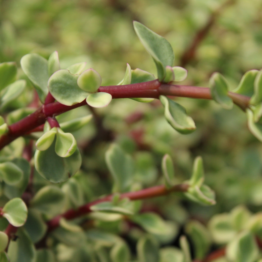 Portulacaria afra Variegata Image
