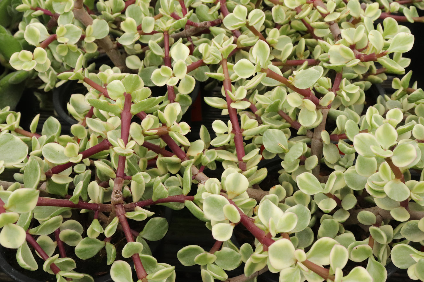 Portulacaria afra Variegata 2