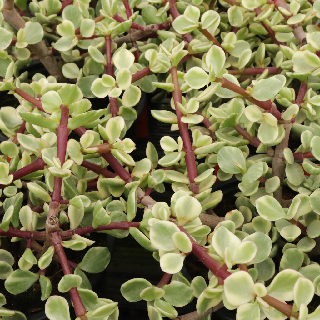 Portulacaria afra Variegata Image