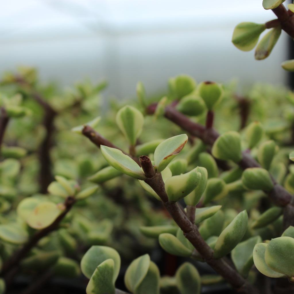 Portulacaria afra Variegata Image