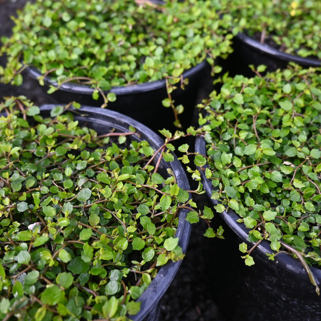 Pratia angulata Image