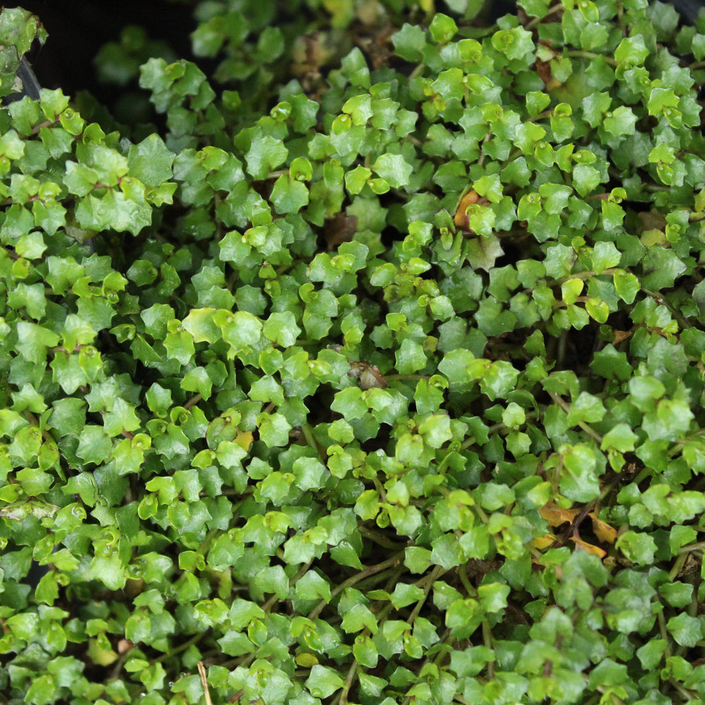 Pratia macrodon Image