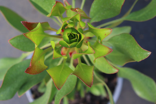 Protea Cynaroides