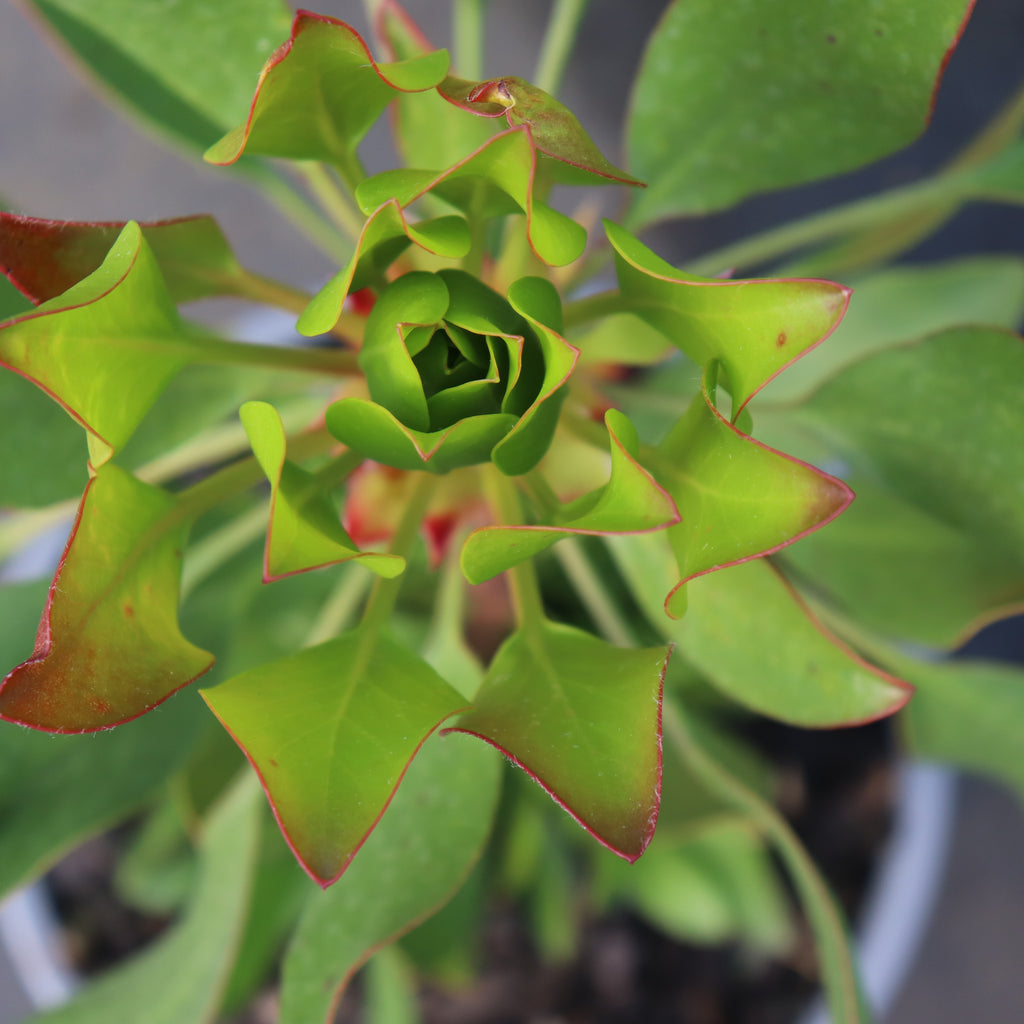 Protea Cynaroides Image
