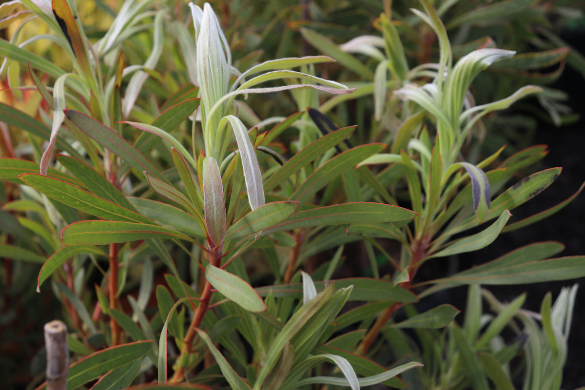 Protea Longifolia