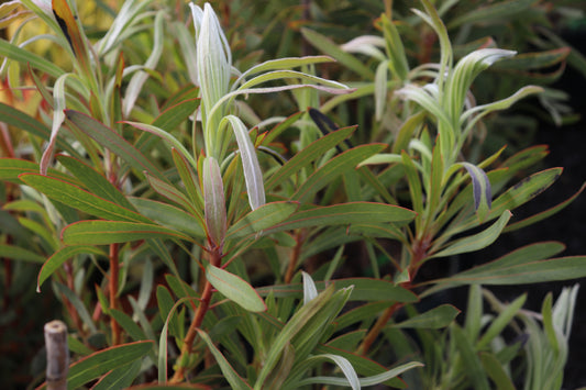 Protea Longifolia