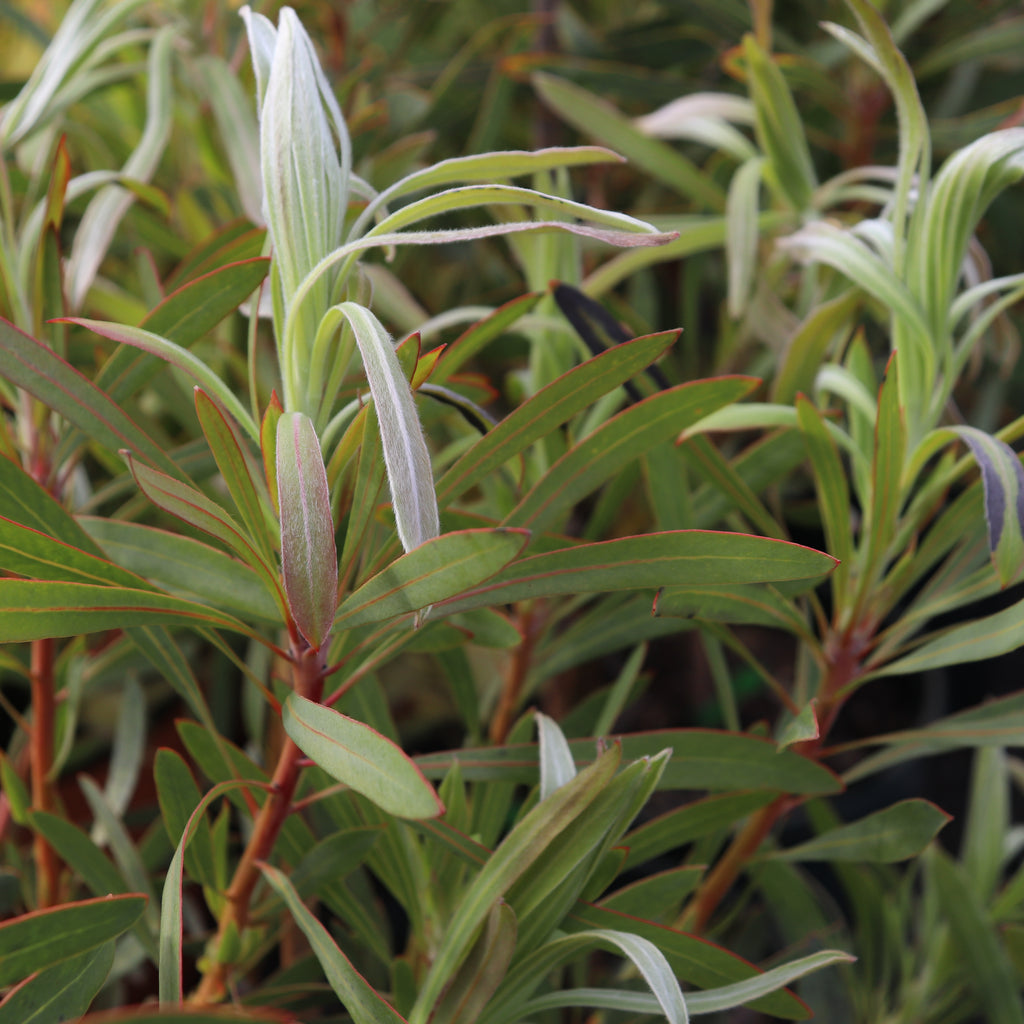 Protea Longifolia Image