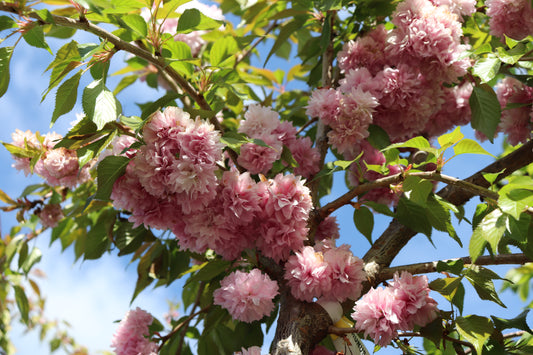 Prunus Kiku-Shidare Sakura 2