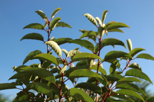 Prunus lusitanica Standard