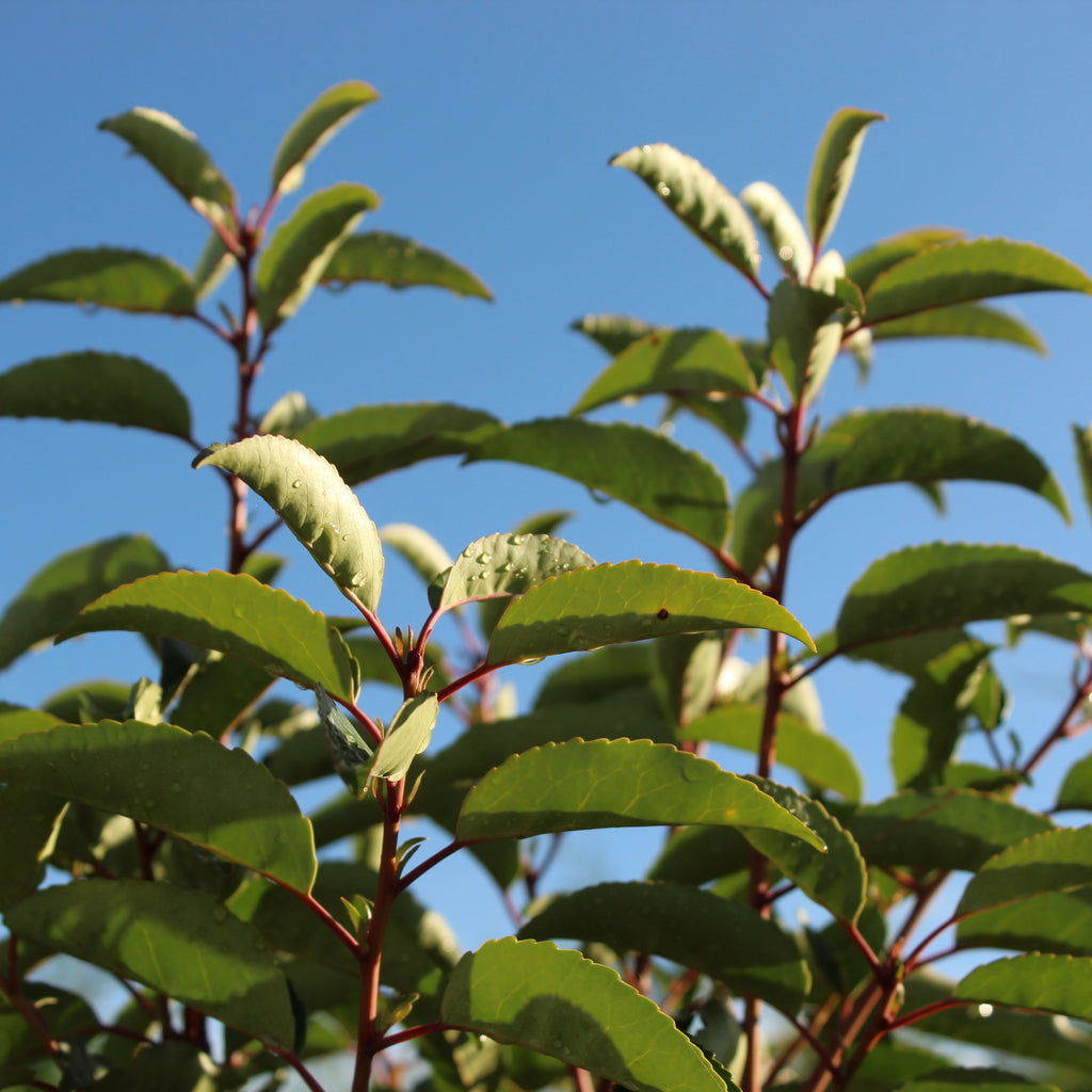 Prunus lusitanica Standard Image