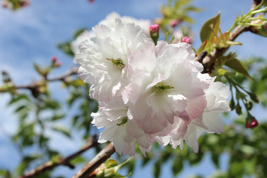Prunus shimidsu sakura
