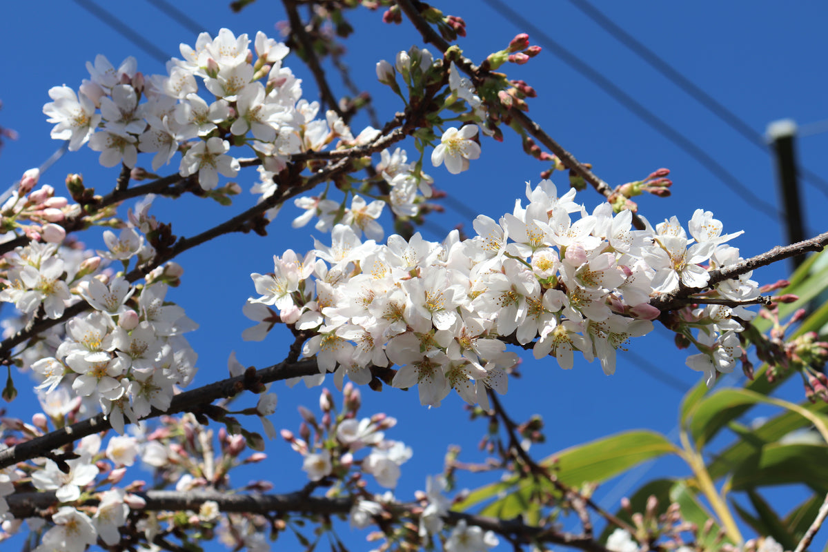 Prunus yedoensis 3