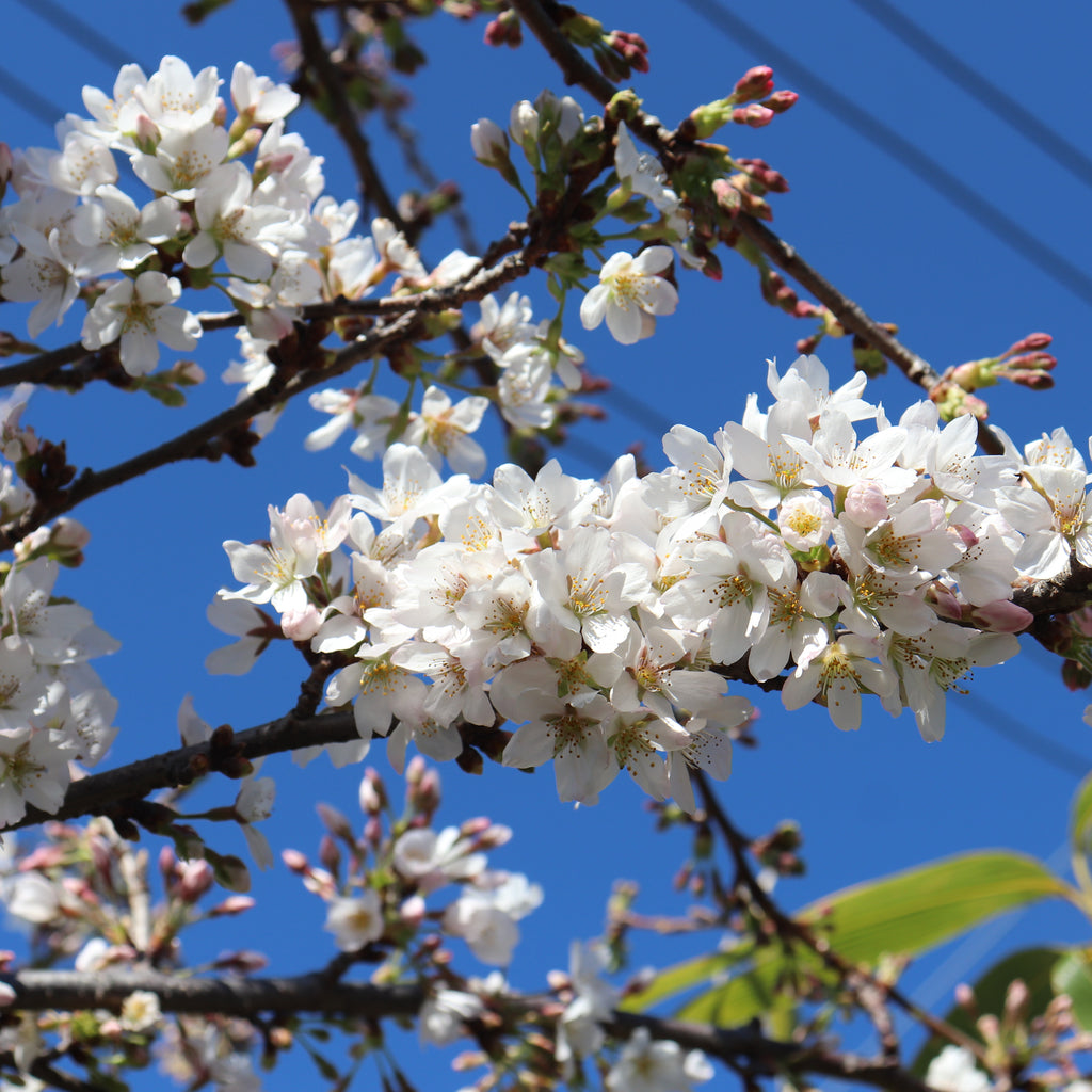 Prunus yedoensis Image