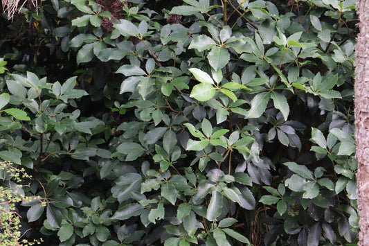 Pseudopanax Cyril Watson 3