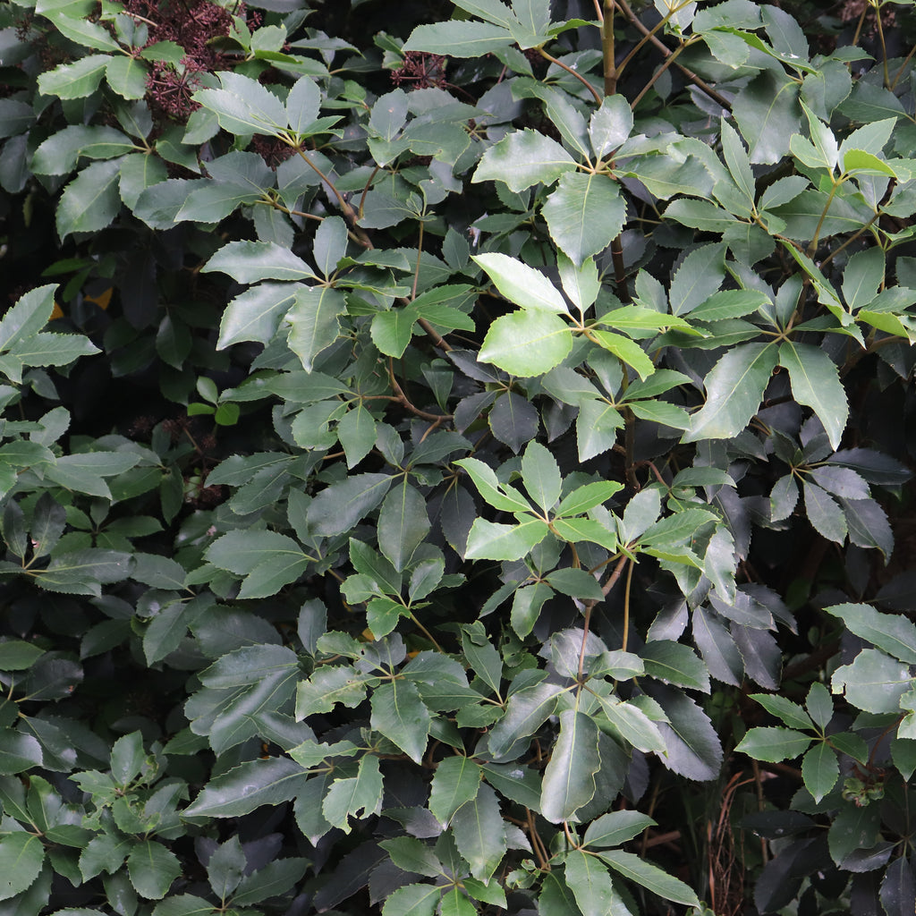 Pseudopanax Cyril Watson Image
