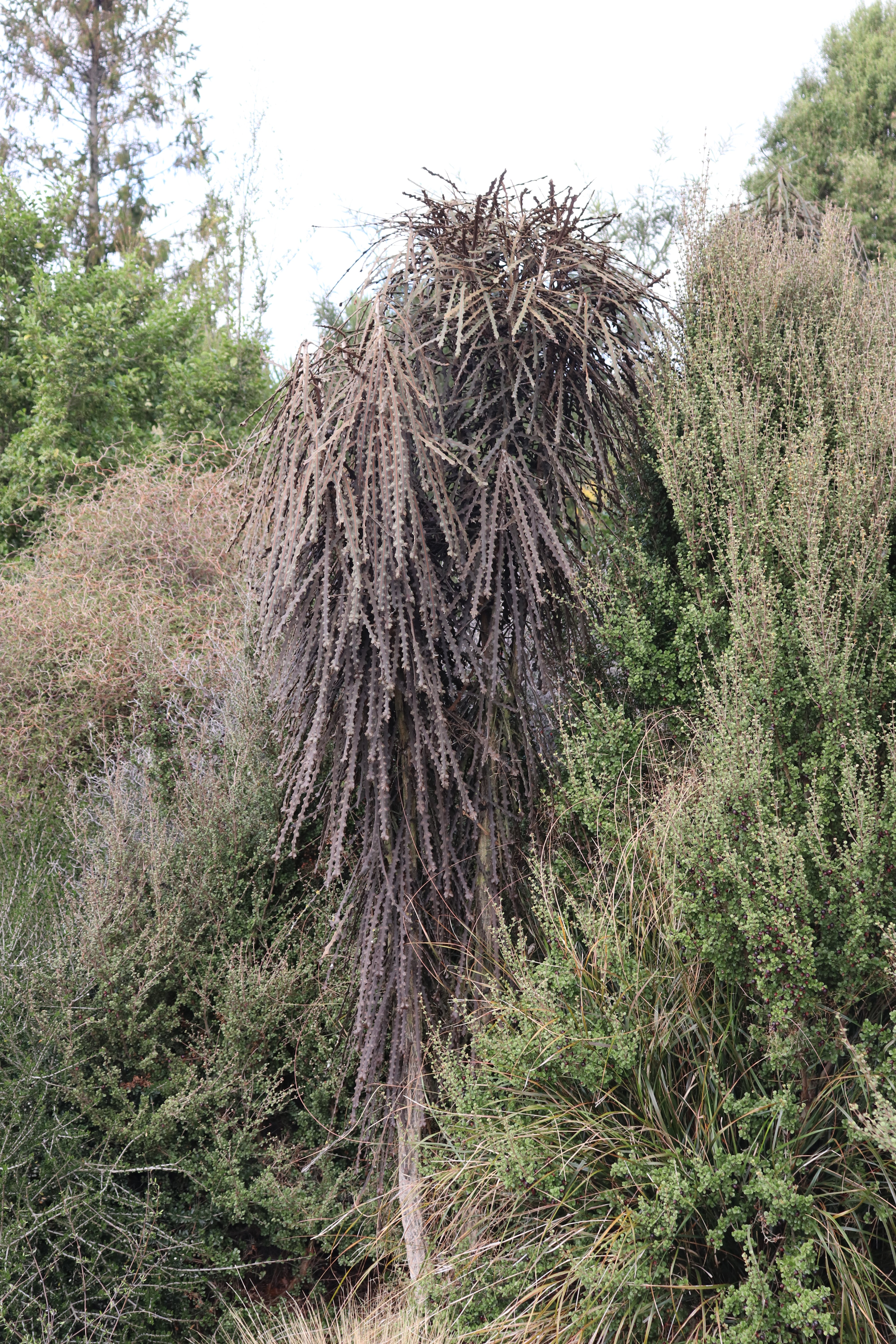 pseudopanax-ferox-texture-plants-landscapes-lush-lawns-christchurch