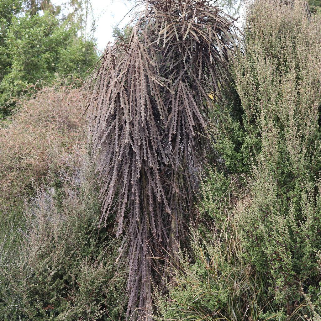 Pseudopanax Ferox Image