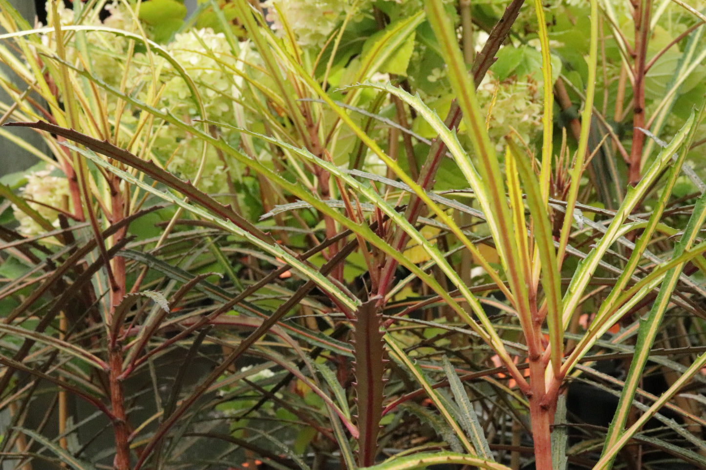 Pseudopanax Fiddlesticks