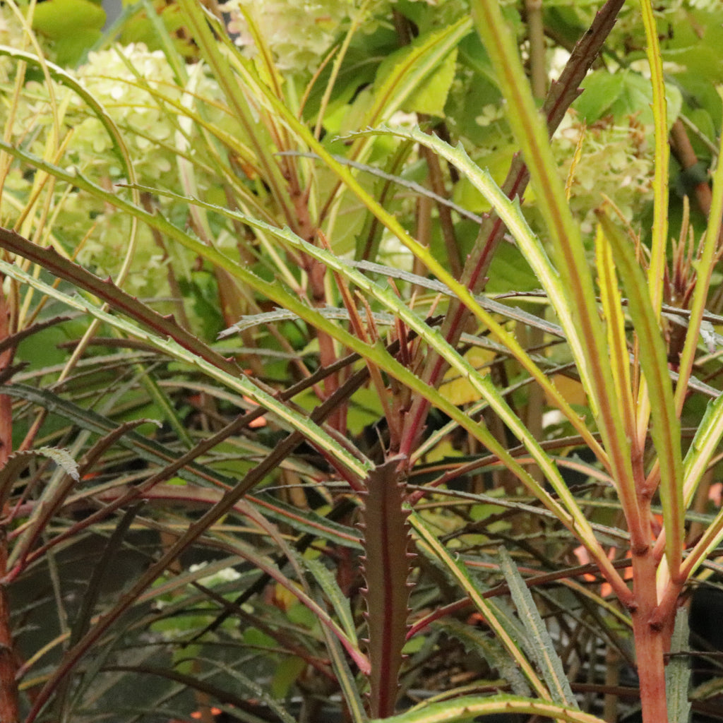 Pseudopanax Fiddlesticks Image