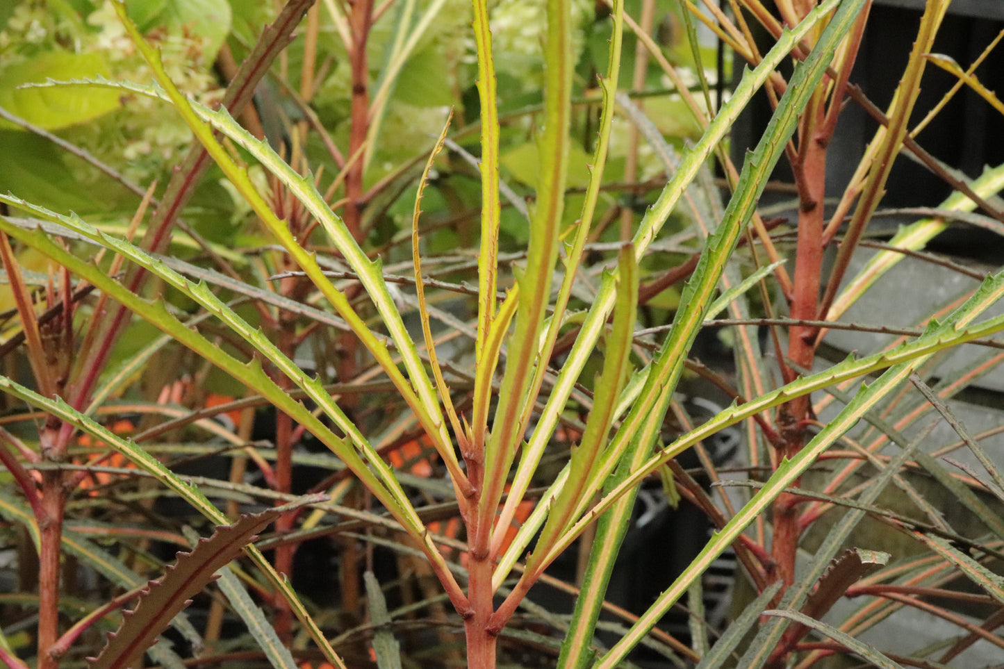 Pseudopanax Fiddlesticks 2