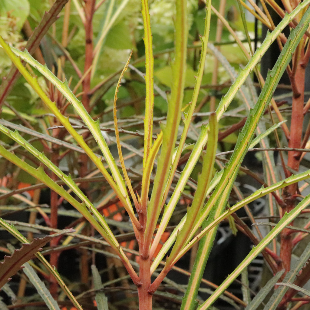 Pseudopanax Fiddlesticks Image